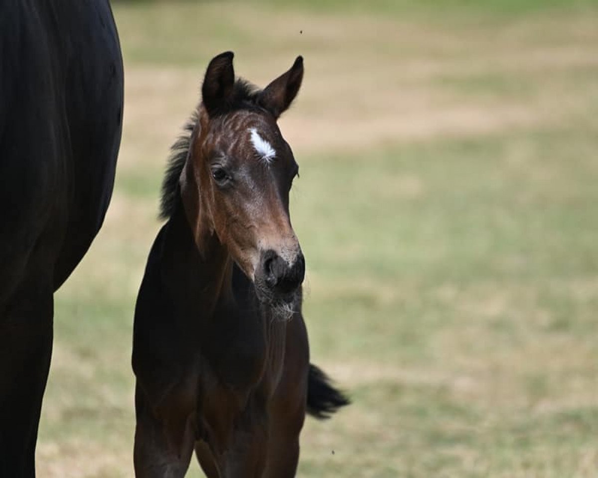 Dressurpferd Solaris E (Westfale, 2019, von Secret)
