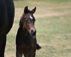 Pferd Solaris E (Westfale, 2019, von Secret)