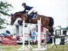 jumper Bobby 492 (German Sport Horse, 2006, from Corea)