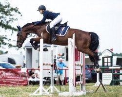 jumper Bobby 492 (German Sport Horse, 2006, from Corea)