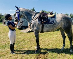 jumper Larinia 4 (KWPN (Royal Dutch Sporthorse), 2016, from Cohinoor VDL)