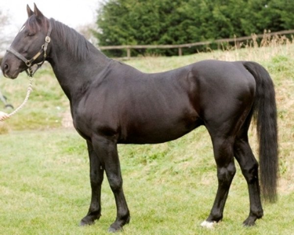 stallion Elysian Jasper (UK Warmblood, 1990, from Eugano VII)