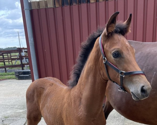 dressage horse Venicio Q (Westphalian, 2021, from Vaderland OLD)