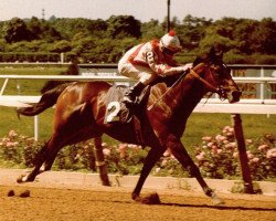 stallion Danzig xx (Thoroughbred, 1977, from Northern Dancer xx)