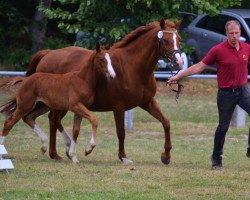 Pferd Fine Fleur (Deutsches Sportpferd, 2019, von Fuechtels Floriscount OLD)