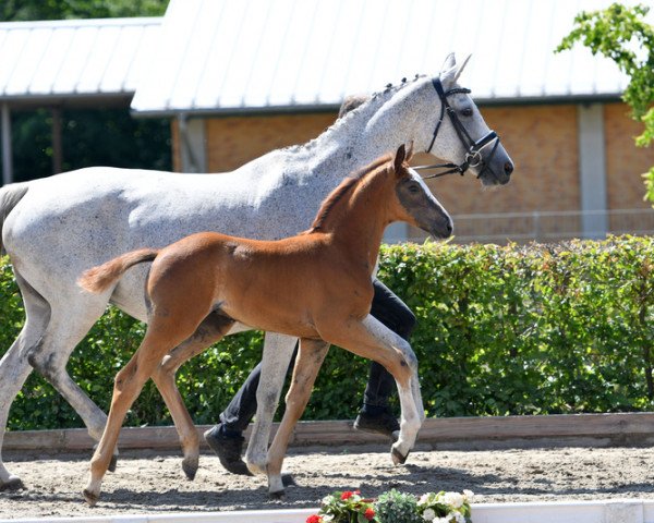 Springpferd Odin 458 (Deutsches Sportpferd, 2019, von Ogano Sitte)