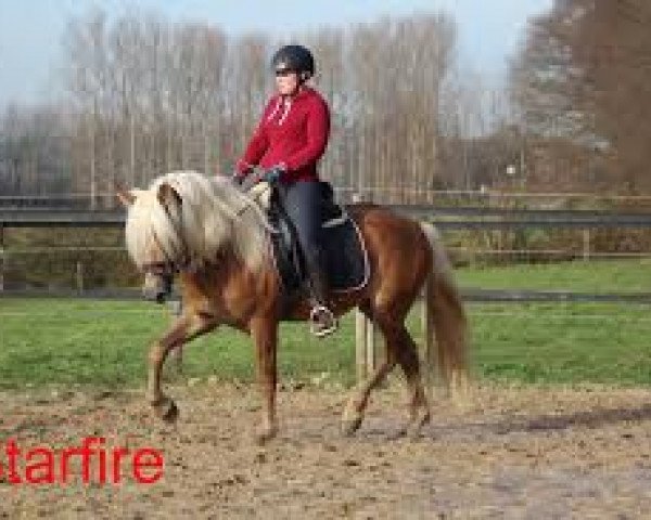 horse Be Pablo (Haflinger, 2019, from Starfire)