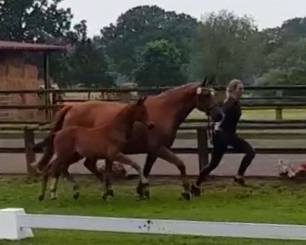 dressage horse Milos BH (Oldenburg, 2019, from E.H. Millennium)