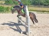 broodmare Tiffy (Welsh mountain pony (SEK.A), 2002, from Kampanje's Torc)