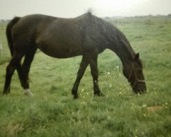 Pferd Abendstunde II (Trakehner, 1976, von Donauwind)