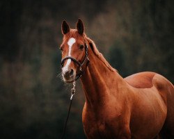 Springpferd Leonie 223 (Deutsches Reitpferd, 2009, von Cassandro 10)