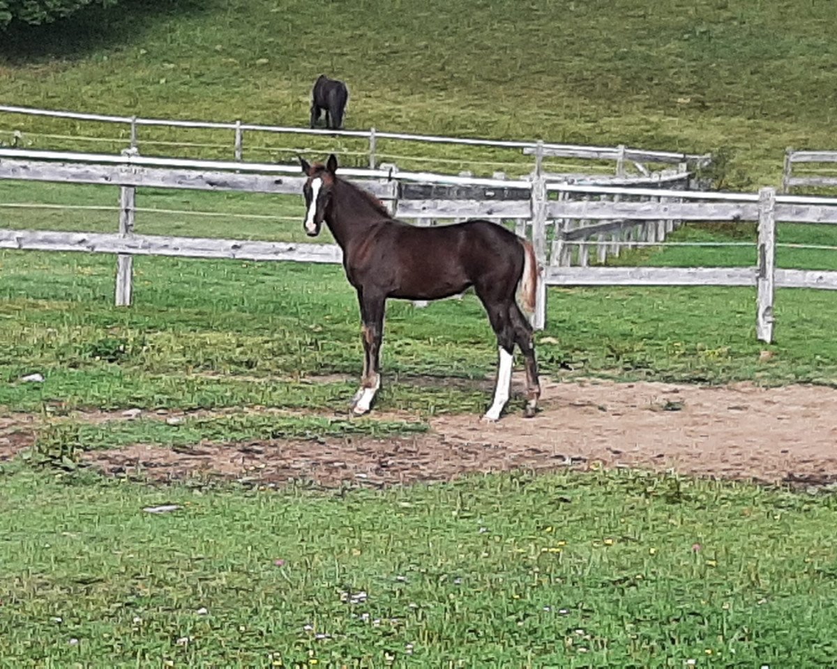dressage horse Farytale of Fidertanz (Austrian Warmblood, 2021, from Fidertanz)