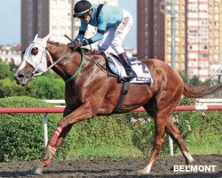 horse Belmont xx (Thoroughbred, 2008, from Bosporus xx)