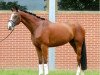 dressage horse Don Coeur Duke (Hanoverian, 2012, from Duke Ellington)