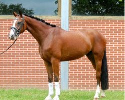 dressage horse Don Coeur Duke (Hanoverian, 2012, from Duke Ellington)