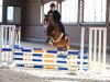 jumper Shining Day (German Riding Pony, 2004, from Nantano)