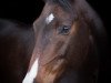 dressage horse Conseigneur (Holsteiner, 2010, from Helenenhof's Carabas)