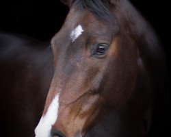 dressage horse Conseigneur (Holsteiner, 2010, from Helenenhof's Carabas)