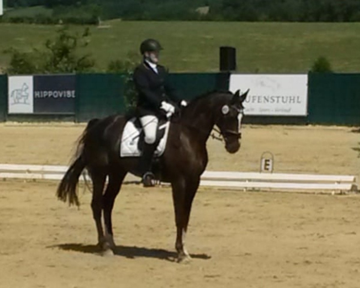 broodmare Fame S (Westphalian, 2010, from Florenciano 6)