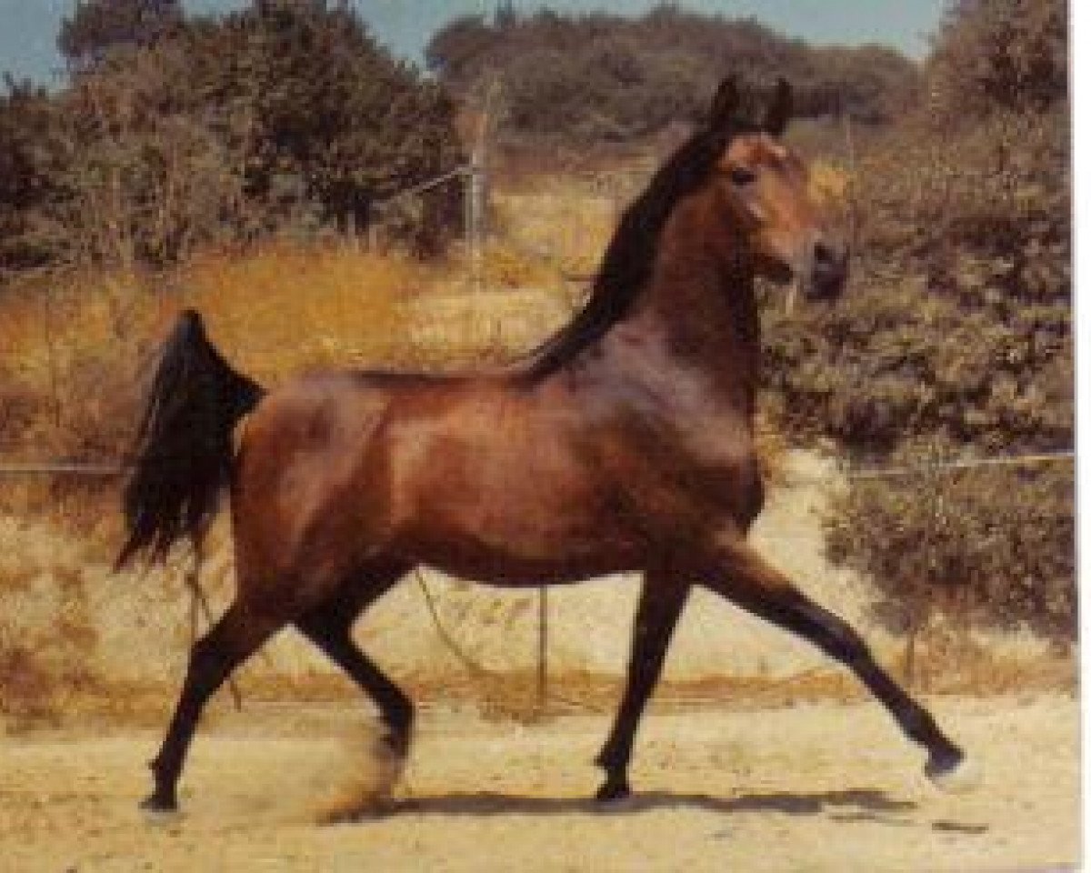 stallion Elbateer RSI (British Sport Horse, 1972, from Ansata el Salim 1967 ox)