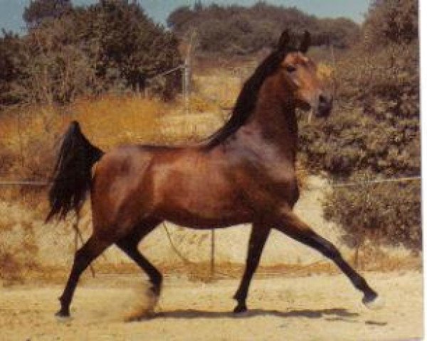 Deckhengst Elbateer RSI (British Sport Horse, 1972, von Ansata el Salim 1967 ox)