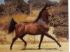 Deckhengst Elbateer RSI (British Sport Horse, 1972, von Ansata el Salim 1967 ox)