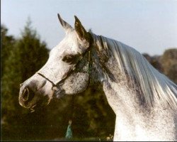 Zuchtstute SF Khala Zahra (British Sport Horse, 1984, von Ansata El Sherif EAO)