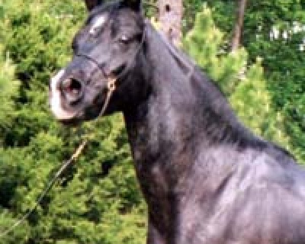 stallion Masada El Shahwan (British Sport Horse, 1991, from Masada El Fahim)