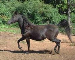 Zuchtstute Sirenas Ellen BWA (British Sport Horse, 1995, von Masada El Shahwan)