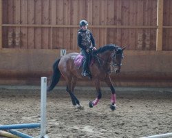 dressage horse Baristo (Rhinelander, 2014, from Barroso)