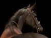 dressage horse Rubina (Hanoverian, 2010, from Rascalino)