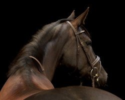 dressage horse Rubina (Hanoverian, 2010, from Rascalino)