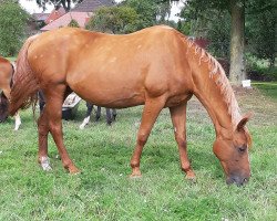 Pferd Aranka (Oldenburger, 2004, von Damon Hill)