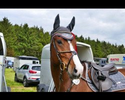 jumper Charly 1623 (Oldenburg, 2013, from Chlodwig)