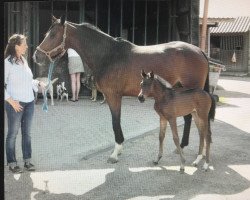 broodmare La Fleur de Lis (Hanoverian, 2005, from Laurentio)