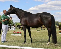 Pferd Real Rose R (Hannoveraner, 2011, von Real Diamond)