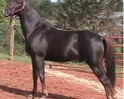 stallion Mon Amir BWA (British Sport Horse, 1997, from Amir Seralim ox)