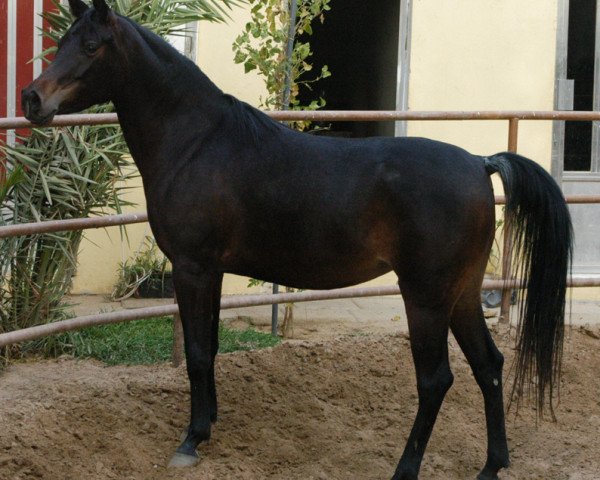 Zuchtstute Misemma BWA (British Sport Horse, 2003, von Mon Amir BWA)