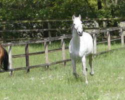 Springpferd Arielle I (Holsteiner, 2008, von Hermes d'Authieux AA)