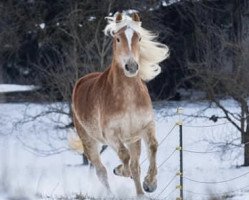 Pferd Starlook Golden Amadeus (Haflinger, 2017, von Starlook)