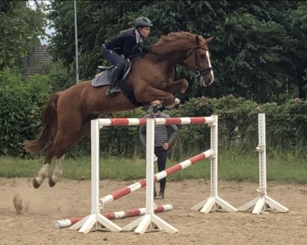 jumper Latino (German Sport Horse, 2009, from Levistano)