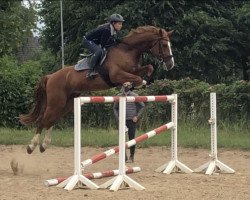 jumper Latino (German Sport Horse, 2009, from Levistano)