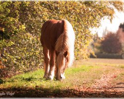 horse Herold 91 (Rhenish-German Cold-Blood, 2005, from Hallimasch)