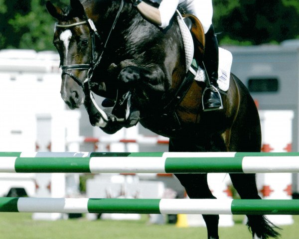 stallion Now Or Never M (Dutch Warmblood, 1995, from Voltaire)