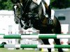 stallion Now Or Never M (Dutch Warmblood, 1995, from Voltaire)