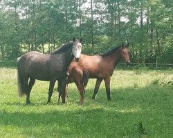 broodmare Fräulein Fryda (Holsteiner, 2013, from Corrado I)