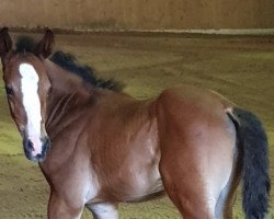 jumper Laiano (Oldenburg show jumper, 2019, from Luxinar)