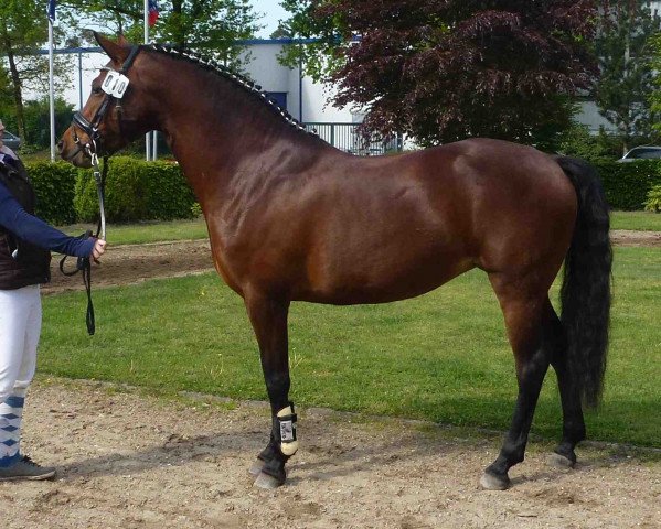 broodmare Moonlight (German Riding Pony, 2009, from FS Cracker Jack)