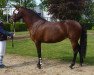 Zuchtstute Moonlight (Deutsches Reitpony, 2009, von FS Cracker Jack)