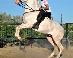 Pferd Infinito (Lusitano,  )